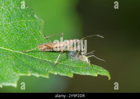 Gewöhnliche Jungfrau Käfer (Nabis rugosus), die sich an Beute ernährt, Nabidae. Sussex, Großbritannien Stockfoto