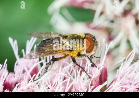 Weibliche Käfer-Fliege oder Fledermaus-geflügelte Phasia (Phasia hemiptera), Tachinidae. Cornwall, Großbritannien Stockfoto