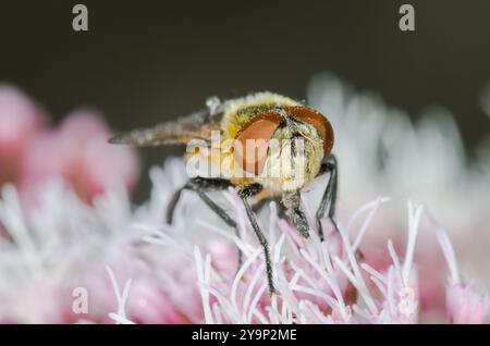 Weibliche Käfer-Fliege oder Fledermaus-geflügelte Phasia (Phasia hemiptera), Tachinidae. Cornwall, Großbritannien Stockfoto