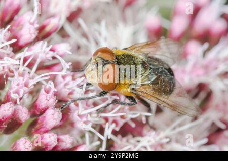 Weibliche Käfer-Fliege oder Fledermaus-geflügelte Phasia (Phasia hemiptera), Tachinidae. Cornwall, Großbritannien Stockfoto