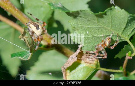 Männliche und weibliche marmorierte Kugelweberspinne (Araneus marmoreus var pyramidatus) auf Birke, Araneidae. Sussex UK Stockfoto