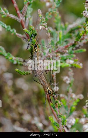 Paar sehr seltener Sussex Tiger Craneflies (Nephrotoma sullingtoniensis). Tipularidae. Sussex, Großbritannien Stockfoto