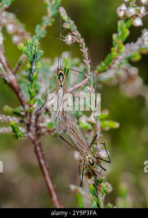 Paar sehr seltener Sussex Tiger Craneflies (Nephrotoma sullingtoniensis). Tipularidae. Sussex, Großbritannien Stockfoto