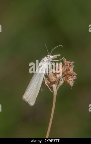 Satin Gras-Furnier Mikromotte (Crambus perlella), Crambidae. Sussex, Großbritannien Stockfoto