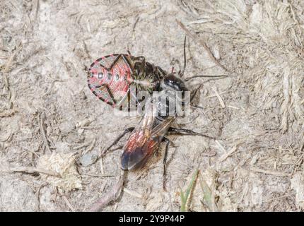 Weibliche Schildkäfer-Stalker-Wasp (Astata boops) mit Pentatomid-Beute, Crabronidae. Sussex, Großbritannien Stockfoto