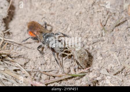 Weibliche Schildkäfer-Stalker-Wasp (Astata boops) mit Pentatomid-Beute, Crabronidae. Sussex, Großbritannien Stockfoto