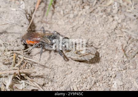 Weibliche Schildkäfer-Stalker-Wasp (Astata boops) mit Pentatomid-Beute, Crabronidae. Sussex, Großbritannien Stockfoto