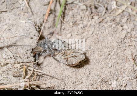 Weibliche Schildkäfer-Stalker-Wasp (Astata boops) mit Pentatomid-Beute, Crabronidae. Sussex, Großbritannien Stockfoto