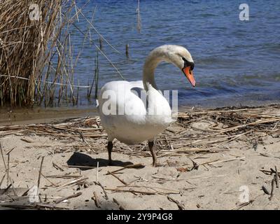 Weißer Schwan am Seeufer von annecy, nahe am Schilf. cygnus olor, europäischer Wildvogel Stockfoto