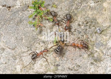 Südliche Waldameisen (Formica rufa), die einsame Bienenbeute, Formicidae, schleppen. Sussex, Großbritannien Stockfoto