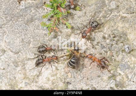 Südliche Waldameisen (Formica rufa), die einsame Bienenbeute, Formicidae, schleppen. Sussex, Großbritannien Stockfoto