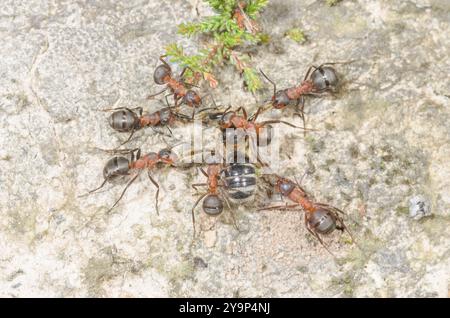 Südliche Waldameisen (Formica rufa), die einsame Bienenbeute, Formicidae, schleppen. Sussex, Großbritannien Stockfoto