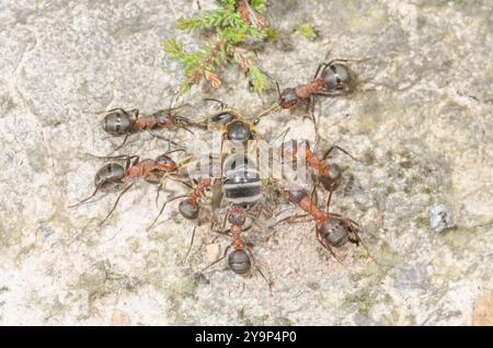 Südliche Waldameisen (Formica rufa), die einsame Bienenbeute, Formicidae, schleppen. Sussex, Großbritannien Stockfoto