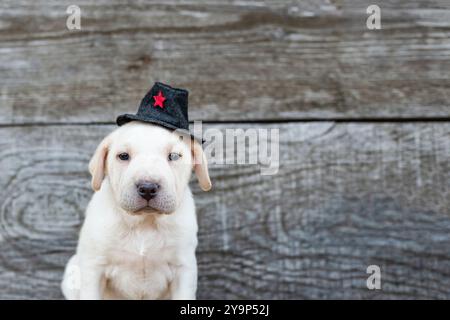 Lustiger Hundewelpe mit einem Pilgerhut auf grauem Holzhintergrund, Nahaufnahme, danke Einladung Stockfoto