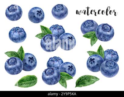 Handgemalte Aquarell Blaubeere Botanische Illustration Stockfoto