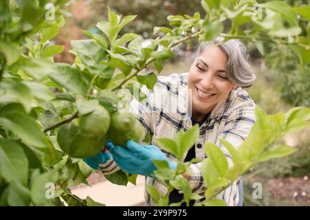 Nahaufnahme einer Frau, die lächelt, während sie Limetten pflückt Stockfoto