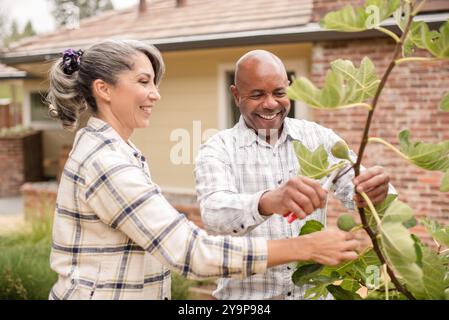 Mann und Frau schneiden Feigen von einem Baum Stockfoto