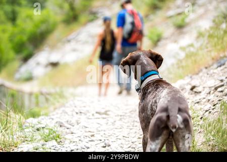 Brauner Hund auf Wanderweg mit Menschen Stockfoto