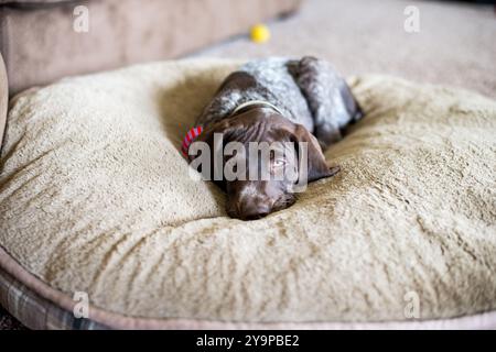 Deutsches kurzhaariges Zeigerhündchen auf Hundebett Stockfoto