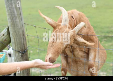 Ein Mann, der die Hand hält, um auf der Farm eine braune Ziege mit Hörnern zu füttern Stockfoto