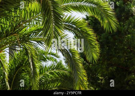 Nahaufnahme von üppig grünen Palmwedeln abstrakten Naturhintergrund Stockfoto