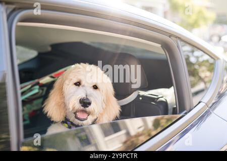 Hund im Auto, der aus dem Fenster schaut Stockfoto