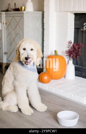 Ein Hund sitzt auf und leckt Lippen vor dem Kamin und der Schüssel Stockfoto
