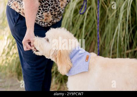 Der Hund bekommt vom Besitzer ein Leckerli Stockfoto