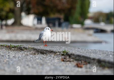 Konstanz, Deutschland. Oktober 2024. Eine Möwe steht am Ufer von Konstanz. Nach der Durchquerung des ehemaligen Hurrikans Kirk erwartet Baden-Württemberg am Wochenende kühles und wechselhaftes Wetter. Quelle: Silas Stein/dpa/Alamy Live News Stockfoto