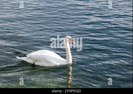 Konstanz, Deutschland. Oktober 2024. Ein Schwan schwimmt am Ufer von Konstanz. Nach der Durchquerung des ehemaligen Hurrikans Kirk erwartet Baden-Württemberg am Wochenende kühles und wechselhaftes Wetter. Quelle: Silas Stein/dpa/Alamy Live News Stockfoto