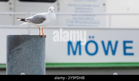 Konstanz, Deutschland. Oktober 2024. Eine Möwe hält sich an einer Säule vor einem Schiff mit der Aufschrift „MÖWE“ fest. Nach der Durchquerung des ehemaligen Hurrikans Kirk erwartet Baden-Württemberg am Wochenende kühles und wechselhaftes Wetter. Quelle: Silas Stein/dpa/Alamy Live News Stockfoto