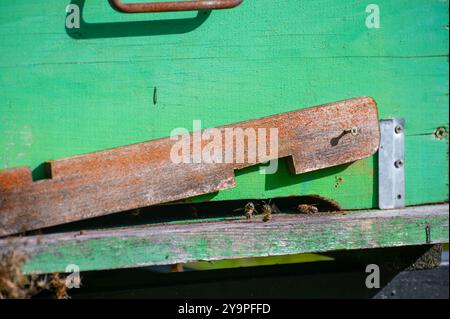 Ein Nahfoto eines Bienenstockeingangs mit Bienen, die kommen und gehen. Der Bienenstock besteht aus verwittertem lackiertem Holz. Stockfoto