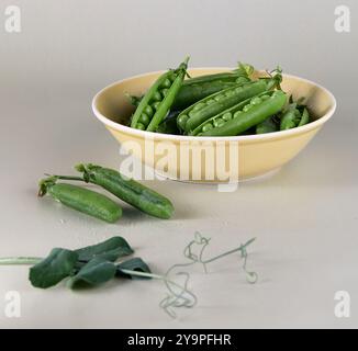 Junge frisch geöffnete Erbsenschoten und Mikrogrün in einer gelben Porzellanschale Stockfoto
