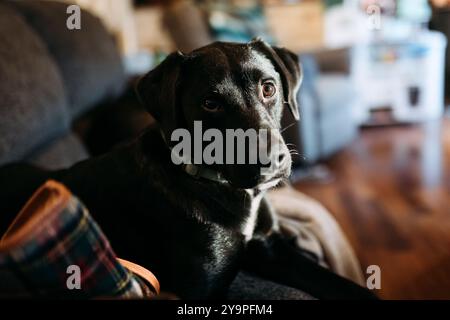 Nahaufnahme eines schwarzen Hundes, der auf dem Sofa im Familienzimmer in der Sonne sitzt Stockfoto