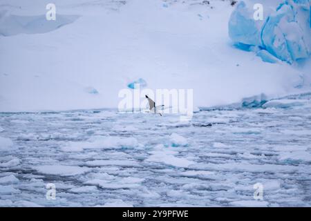 Seetangmöwe (Larus dominicanus), Antarktis Stockfoto