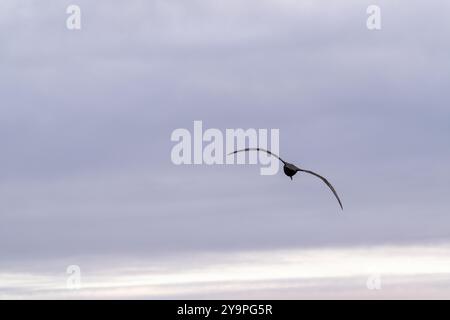 Shearwater, einzelner Vogel im Flug im südlichen Ozean Stockfoto