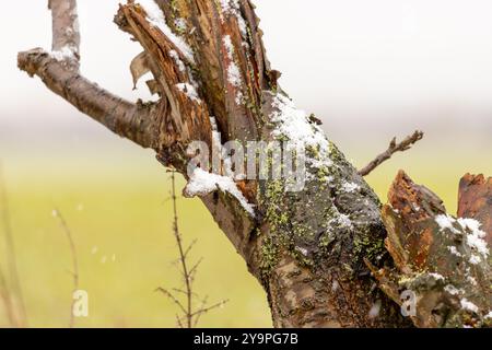 Toter Baum im Winter mit Schnee. Hochwertige Fotos Stockfoto
