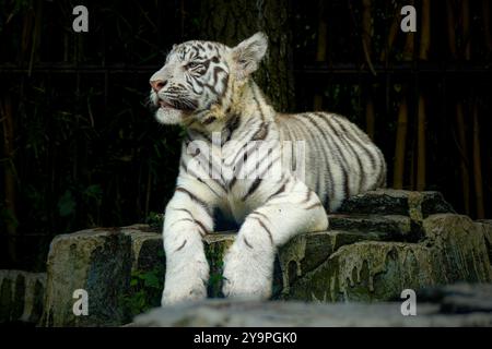 Porträt des jungen bengalischen weißen Tigers Stockfoto