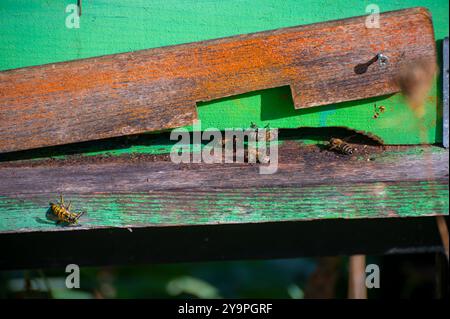 Ein Nahfoto eines Bienenstockeingangs mit Bienen, die kommen und gehen. Der Bienenstock besteht aus verwittertem lackiertem Holz. Stockfoto