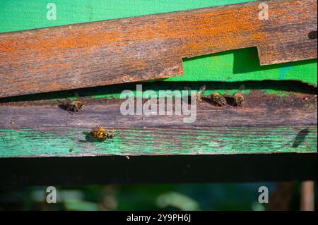 Ein Nahfoto eines Bienenstockeingangs mit Bienen, die kommen und gehen. Der Bienenstock besteht aus verwittertem lackiertem Holz. Stockfoto