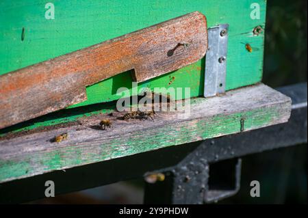 Ein Nahfoto eines Bienenstockeingangs mit Bienen, die kommen und gehen. Der Bienenstock besteht aus verwittertem lackiertem Holz. Stockfoto