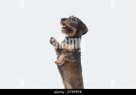 Porträt eines niedlichen Dachshunds mit Drahthaar, der auf seinen Hinterbeinen steht und nach oben blickt Stockfoto