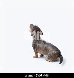 Porträt eines drahthaarigen Dachshund-Hundes, der nach oben blickt, Doog-Rassen, Rückansicht Stockfoto