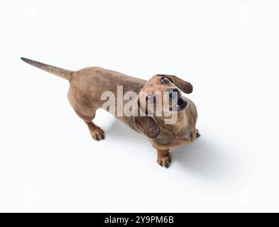 Porträt eines süßen glücklichen Hundes, der in die Kamera schaut, Dachshund-Rasse, isoliert auf weißem Hintergrund Stockfoto