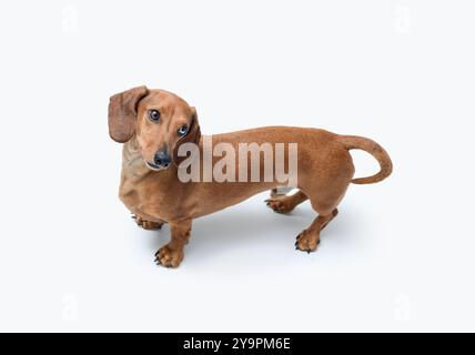Niedlicher Dachshund-Hund, der in die Kamera schaut, isoliert auf weißem Hintergrund Stockfoto