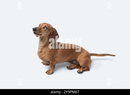 Niedlicher Hund, der in die Kamera schaut, Dachshund-Rasse, isoliert auf weißem Hintergrund Stockfoto