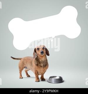 Der süße Dachshund wartet auf seine Speise- und Knochenblase Stockfoto