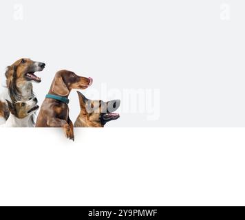 Gruppe von verschiedenen gesunden Hunden mit einem großen leeren Schild und Blick auf die Seite Stockfoto