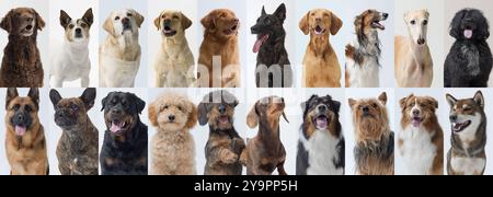 Porträts glücklicher Hunde verschiedener Rassen, Vorderansicht Stockfoto
