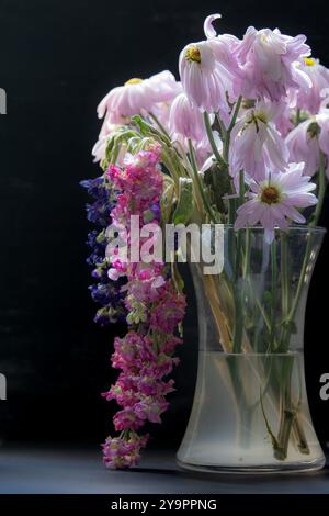 Verwelkte bemalte Gänseblümchen und Brühe Blumen in einer klaren Glasvase mit trübem Wasser. Stockfoto